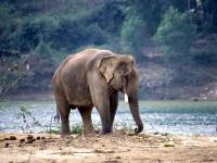 Berkeliaran Sejak Agustus, Gajah Dewasa Berhasil Dikembalikan Ke Habitat